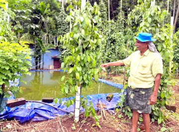 വിമുക്ത ഭടൻ വണ്ണാത്തിക്കാനത്തെ കുടുന്തനാംകുഴിയില് കെ കെ തോമസ് കൃഷിയിടത്തില്