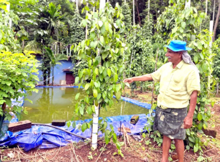 വിമുക്ത ഭടൻ വണ്ണാത്തിക്കാനത്തെ കുടുന്തനാംകുഴിയില് കെ കെ തോമസ് കൃഷിയിടത്തില്