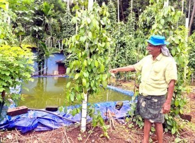 വിമുക്ത ഭടൻ വണ്ണാത്തിക്കാനത്തെ കുടുന്തനാംകുഴിയില്‍ കെ കെ തോമസ്  കൃഷിയിടത്തില്‍