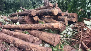 തെന്മല ഫോറസ്റ്റ്‌ സെക്‌ഷൻ ഡാം പത്തേക്കറിൽ റിസർവ്‌ വനത്തോട്‌ ചേർന്ന സ്ഥലത്തെ തേക്ക്‌ കടത്താനായി മുറിച്ചിട്ട നിലയിൽ