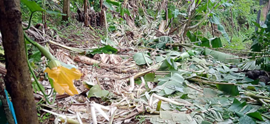 ചെമ്പംവയൽ പ്രദേശത്ത് കാട്ടാന ഇറങ്ങി നശിപ്പിച്ച വാഴ കൃഷി