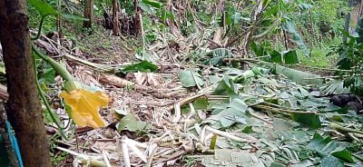 ചെമ്പംവയൽ പ്രദേശത്ത് കാട്ടാന ഇറങ്ങി നശിപ്പിച്ച വാഴ കൃഷി