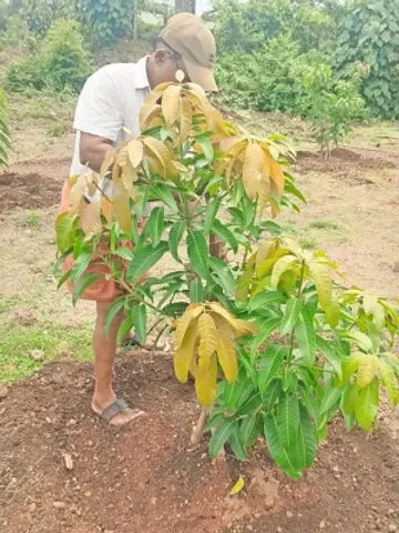 കുറ്റ്യാട്ടൂർ മാവിന്റെ ചെറുമാന്തോപ്പ് പരിപാലിക്കുന്ന കർഷകൻ 