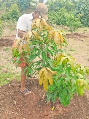 കുറ്റ്യാട്ടൂർ മാവിന്റെ ചെറുമാന്തോപ്പ് പരിപാലിക്കുന്ന കർഷകൻ 