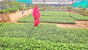 വീട്ടിലെ പുതിനയില കൃഷിയിടത്തിൽ ആയിഷ