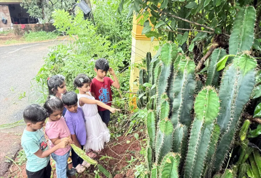 ചന്തേര കുനുത്തൂരിലുള്ള കള്ളിമുൾ ചെടികൾ കാണുന്ന വിദ്യാർഥികൾ