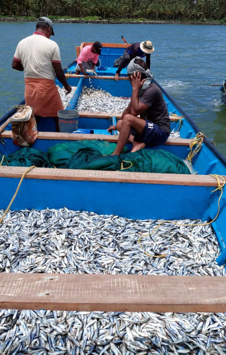 മടക്കര ഹാർബറിൽനിന്ന് പിടികൂടിയ ചെറു മത്സ്യങ്ങൾ