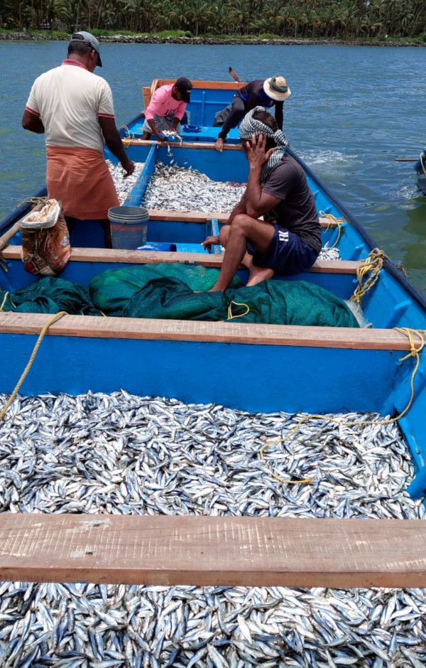 മടക്കര ഹാർബറിൽനിന്ന് പിടികൂടിയ ചെറു മത്സ്യങ്ങൾ