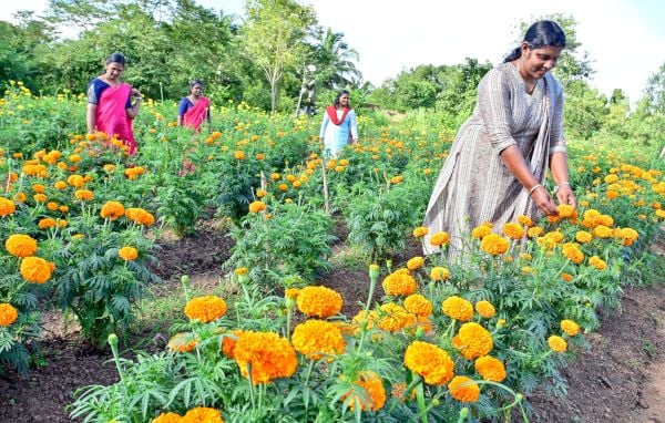 നട്ടുവളർത്തിയ നാട്ടുചന്തം.... അത്തം മുതൽ തിരുവോണംവരെയുള്ള നാളുകളിൽ പൂക്കളമൊരുക്കാൻ ചെണ്ടുമല്ലിക്കായി  ഇതരസംസ്ഥാനത്തുനിന്നുള്ള പൂക്കൾക്ക് പകരം കുടുംബശ്രീ ഉത്പാദിപ്പിക്കുന്ന ചെണ്ടുമല്ലി നിറയുകയാണെങ്ങും. കോടോം ബേളൂരിലെ ആനക്കല്ല്  നവജ്വാല, ചൈതന്യ, കാരുണ്യ കുടുംബശ്രീകളുടെ ചെണ്ടുമല്ലി പാടത്തുനിന്നുള്ള ദൃശ്യം.                                                    ഫോട്ടോ: സുരേന്ദ്രൻ മടിക്കൈ