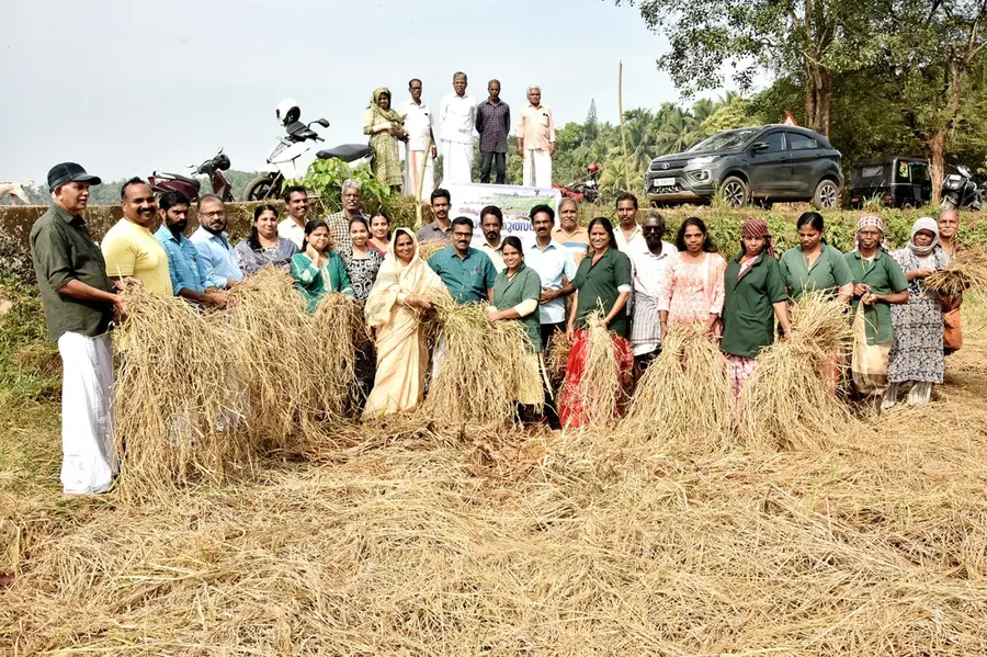 പനങ്ങാട് കോട്ടനട വയലിൽ തരശിഭൂമിയിൽ നടന്ന നെൽകൃഷി വിളവെടുപ്പ്