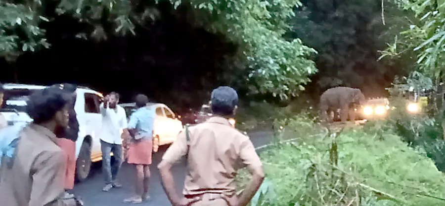 അമ്പലപ്പാറ പെന്‍സ്റ്റോക്കിന് സമീപം ഗതാഗതം തടസ്സപ്പെടുത്തി റോഡില്‍ നിലയുറപ്പിച്ച കാട്ടുകൊമ്പന്‍ കബാലി