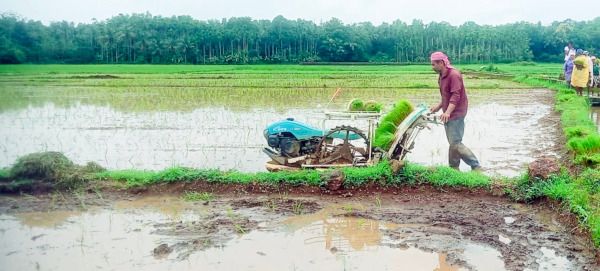 ബേഡകം കാർഷിക കർമസേന പ്രവർത്തകൻ  എറണാകുളം പുത്തൻകുരിശിൽ ഞാറുനടുന്നു