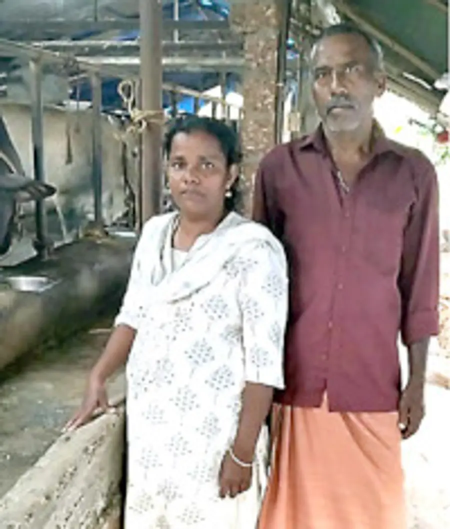 ക്ഷീരകർഷക പുരസ്‌കാരം നേടിയ സി എം കല്യാണി ഭർത്താവ്‌  കെ രാമനൊപ്പം പശുത്തൊഴുത്തിൽ