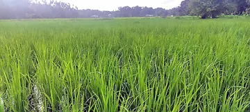 ചീമേനി സിപ്‌റ്റയുടെ നേതൃത്വത്തിൽ ചീമേനിപ്പാടത്ത്‌ നടത്തിയ നെൽകൃഷി 