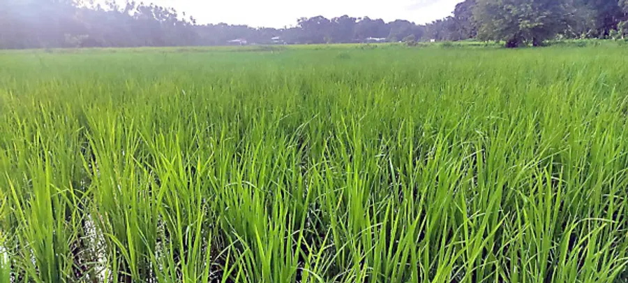 ചീമേനി സിപ്റ്റയുടെ നേതൃത്വത്തിൽ ചീമേനിപ്പാടത്ത് നടത്തിയ നെൽകൃഷി