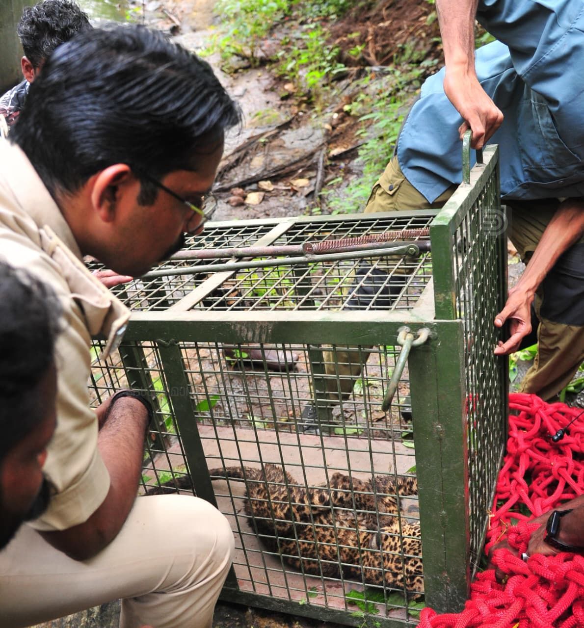 injured leopard cub 