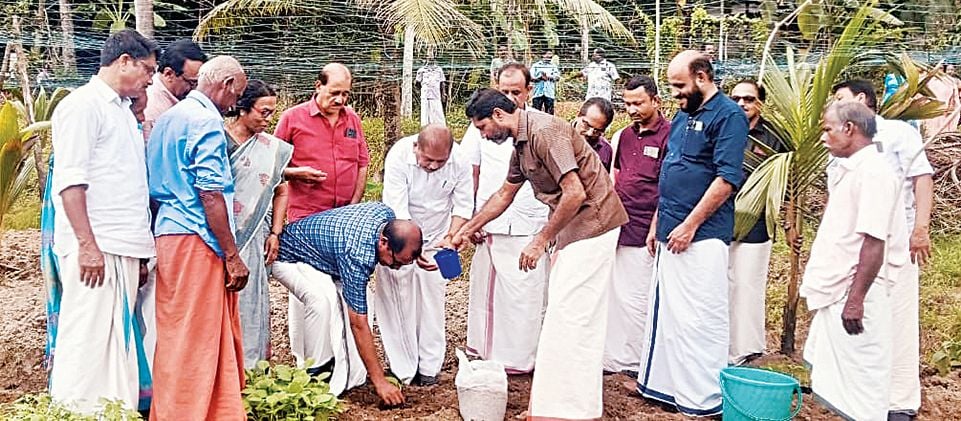 സംയോജിത കൃഷി കാമ്പയിൻ കമ്മിറ്റിയും കേരള കർഷകസംഘവും ചേർന്ന്‌ നടത്തുന്ന ഓണക്കാല പച്ചക്കറികൃഷിയുടെ നടീൽ പാലമേൽ പഞ്ചായത്തിലെ ഉളവക്കാട്  മറ്റപ്പള്ളി ഏലായിൽ ജില്ലാ കാമ്പയിൻ കമ്മിറ്റി ചെയർമാൻ ആർ നാസർ ഉദ്ഘാടനംചെയ്യുന്നു