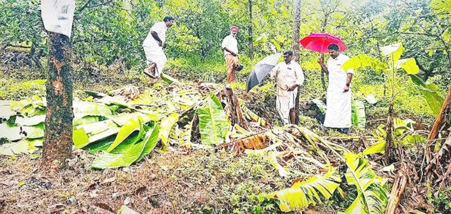 പാറക്കാമലയിൽ കാട്ടാന തകർത്ത കൃഷിയിടങ്ങൾ സിപിഐ എം ഏരിയാ സെക്രട്ടറി കെ വി സക്കീർഹുസൈന്റെ നേതൃത്വത്തിൽ നേതാക്കൾ സന്ദർശിക്കുന്നു