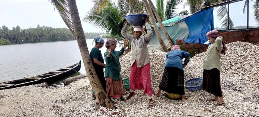 പടന്ന ഓരി പുഴയോരത്ത്‌ സംഭരിച്ച കക്കത്തോട്‌ കയറ്റി അയക്കാൻ വാഹനത്തിലേക്ക്‌ മാറ്റുന്ന ജോലിയിൽ ഏർപ്പെട്ട തൊഴിലാളികൾ