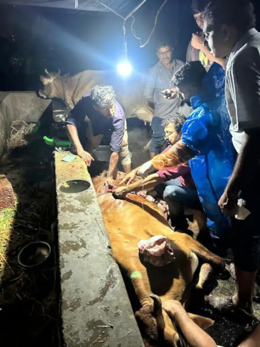 ഡോ.  എ സജീവ് കുമാറിന്റെ നേതൃത്വത്തിൽ നീലേശ്വരം  കിഴക്കൻ കൊഴുവലിൽ  പശുവിന് ശസ്‌ത്രക്രിയ നടത്തുന്നു