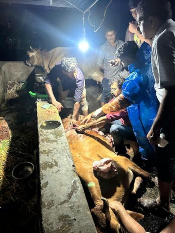 ഡോ.  എ സജീവ് കുമാറിന്റെ നേതൃത്വത്തിൽ നീലേശ്വരം  കിഴക്കൻ കൊഴുവലിൽ  പശുവിന് ശസ്‌ത്രക്രിയ നടത്തുന്നു