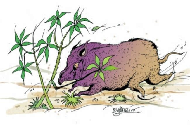 കാട്ടുപന്നി