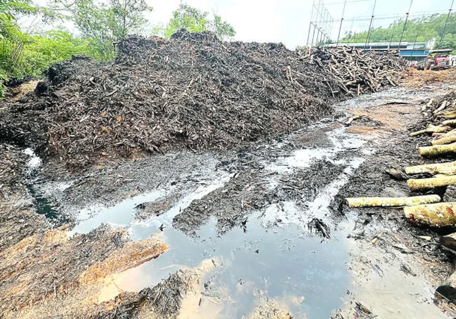 കാറഡുക്ക പൂവടുക്കയിൽ മരങ്ങളുടെ തോലിന്റെ കൂനകളിൽനിന്ന് ഒഴുകി വരുന്ന കറ