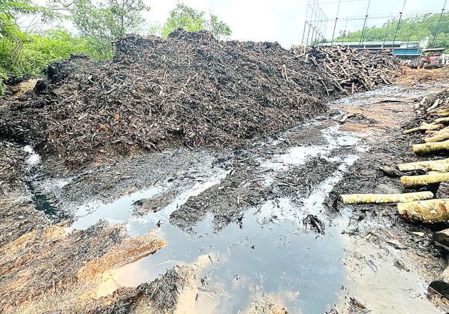 കാറഡുക്ക പൂവടുക്കയിൽ മരങ്ങളുടെ തോലിന്റെ കൂനകളിൽനിന്ന് ഒഴുകി വരുന്ന കറ