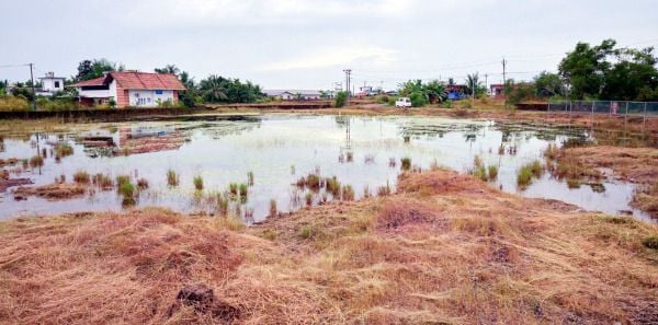 പാണ്ടിക്കോട്ട് പള്ളം