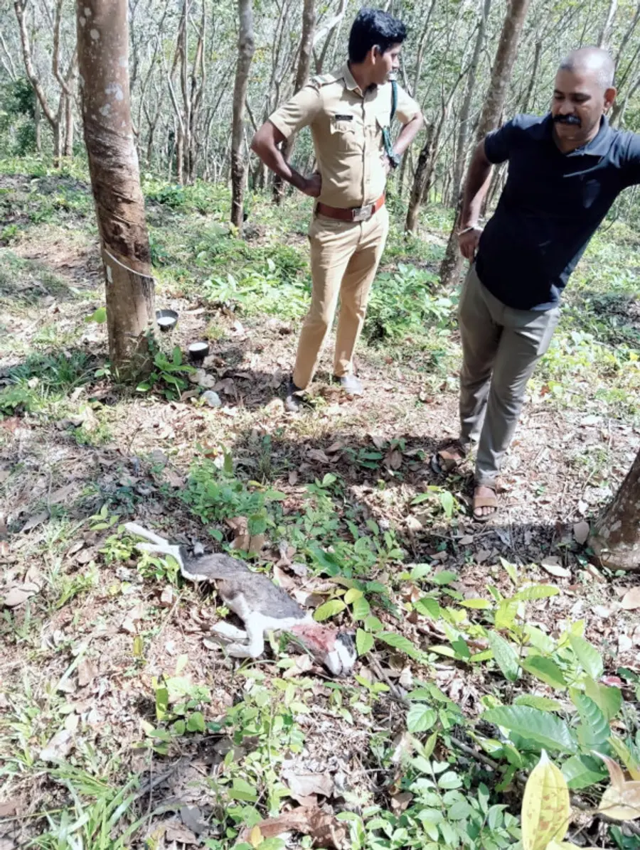പുലിയിറങ്ങിയ സംശയത്തെ തുടര്‍ന്ന് മീങ്ങോത്തെ നാര്‍ക്കുളത്ത്  വനപാലകര്‍ തിരച്ചില്‍ നട‌ത്തുന്നു