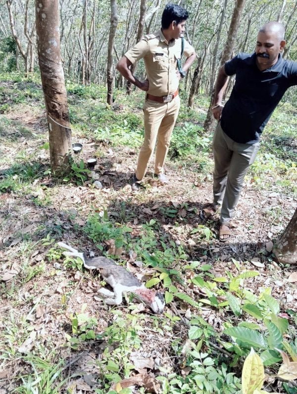 പുലിയിറങ്ങിയ സംശയത്തെ തുടര്‍ന്ന് മീങ്ങോത്തെ നാര്‍ക്കുളത്ത്  വനപാലകര്‍ തിരച്ചില്‍ നട‌ത്തുന്നു