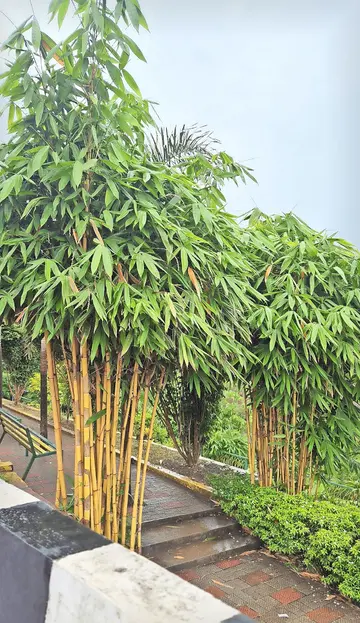 പായം പഞ്ചായത്ത്‌ പരിധിയിലെ ഇരിട്ടി  പാലത്തിനടുത്ത ഗ്രീൻലഫ്‌ പാർക്കിലെ  മുളങ്കൂട്ടങ്ങൾ. 