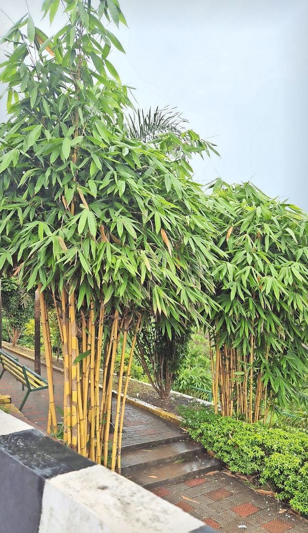 പായം പഞ്ചായത്ത്‌ പരിധിയിലെ ഇരിട്ടി  പാലത്തിനടുത്ത ഗ്രീൻലഫ്‌ പാർക്കിലെ  മുളങ്കൂട്ടങ്ങൾ. 