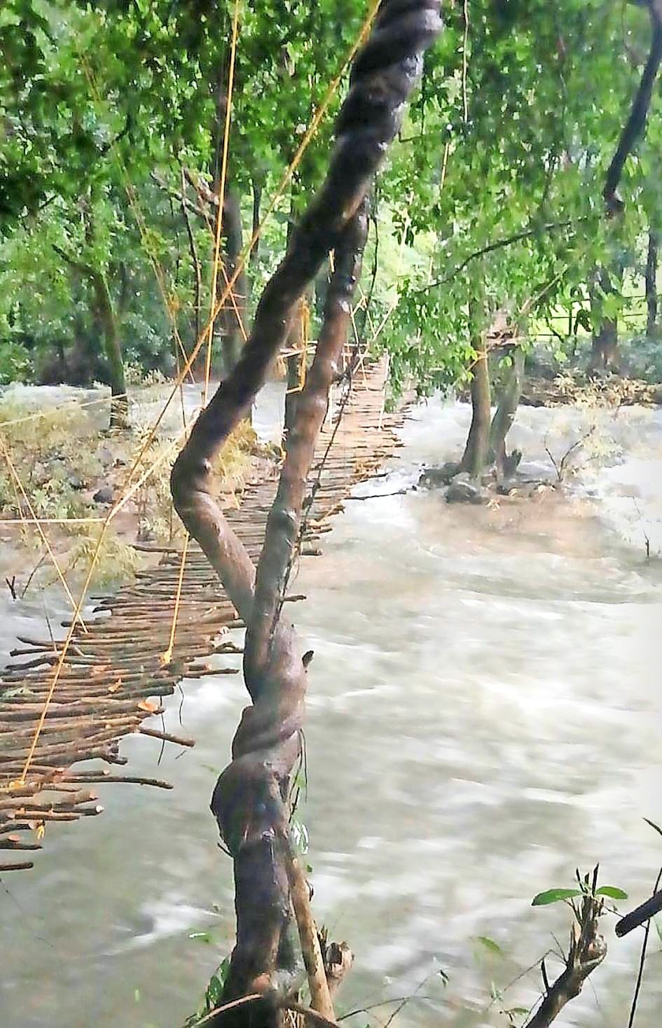 ആറളം ഫാം അന്പത്തഞ്ച്‌ പ്രദേശത്തെ വിയറ്റ്‌നാം ഉന്നതിയുമായി ബന്ധിപ്പിക്കാൻ ആദിവാസി പുനരധിവാസ മേഖലയിലെ താമസക്കാർ നിർമിച്ച താൽക്കാലിക തൂക്കുമരപ്പാലം