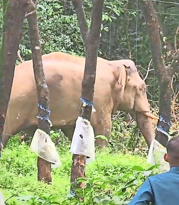 പരിപ്പുതോട് മേഖലയിൽ ഇറങ്ങിയ മൊട്ടുകൊമ്പൻ ആനയെ വനപാലകർ  കാട്ടിലേക്ക് തുരത്തുന്നു