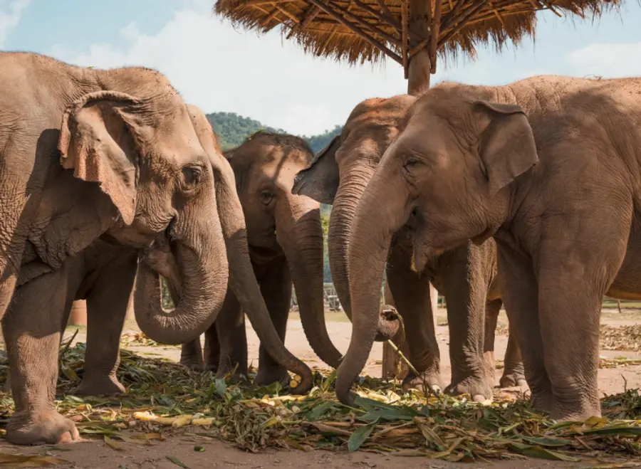 elephant thai