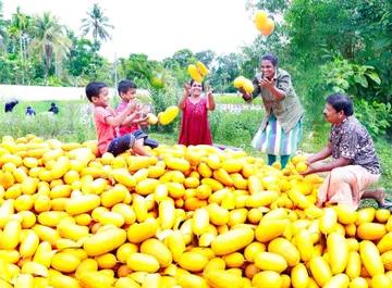 കഞ്ഞിക്കുഴിയിലെ കൃഷിയിടത്തിൽ വിളഞ്ഞ കണിവെള്ളരി