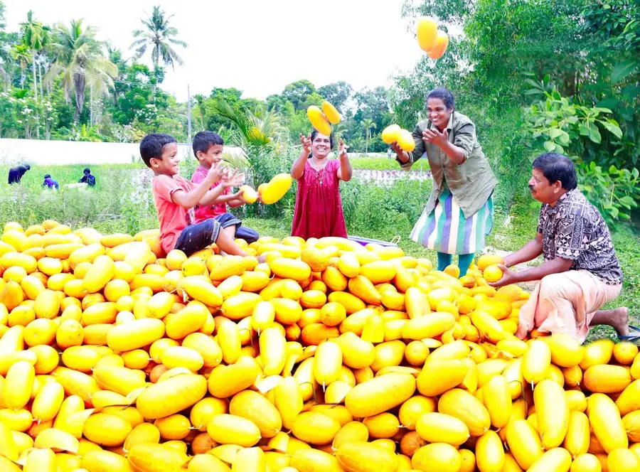 കഞ്ഞിക്കുഴിയിലെ കൃഷിയിടത്തിൽ വിളഞ്ഞ കണിവെള്ളരി 
