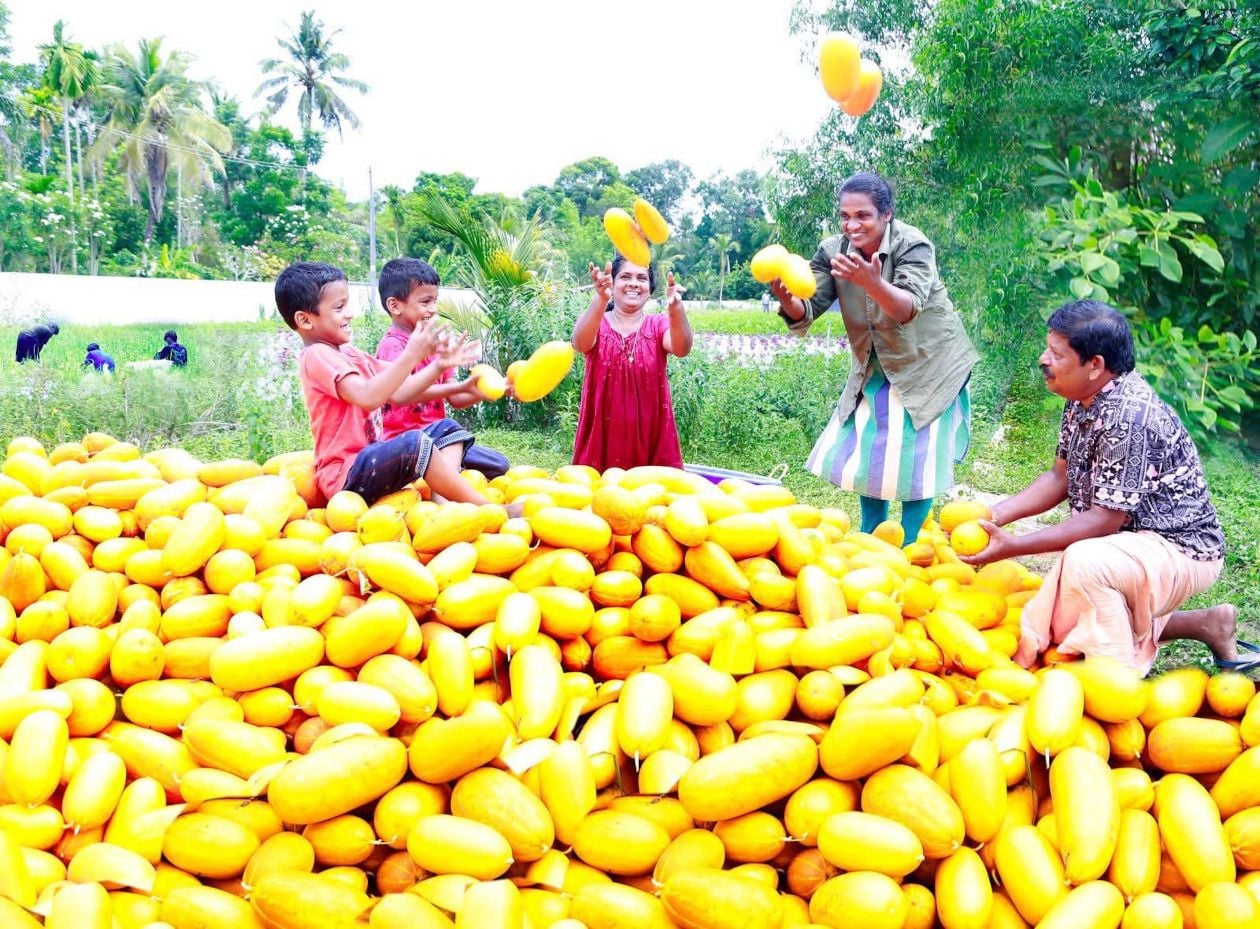 കഞ്ഞിക്കുഴിയിലെ കൃഷിയിടത്തിൽ വിളഞ്ഞ കണിവെള്ളരി 