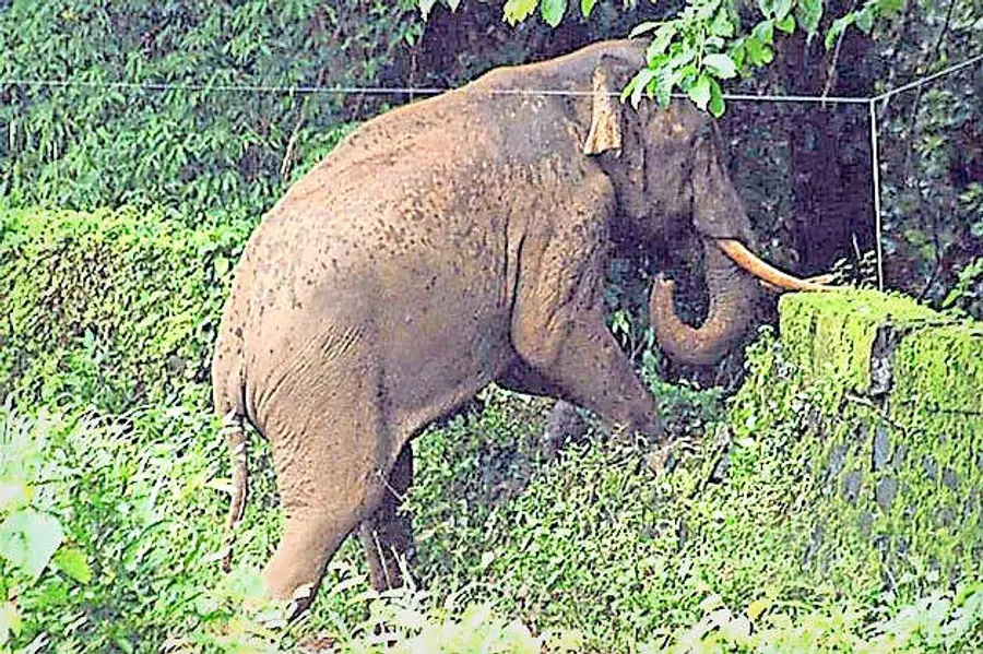 തകർന്ന പഴയ ആനമതിൽ ഭാഗത്തുകൂടി കാട്ടാനയെ കാട്ടിൽ കയറ്റുന്നു