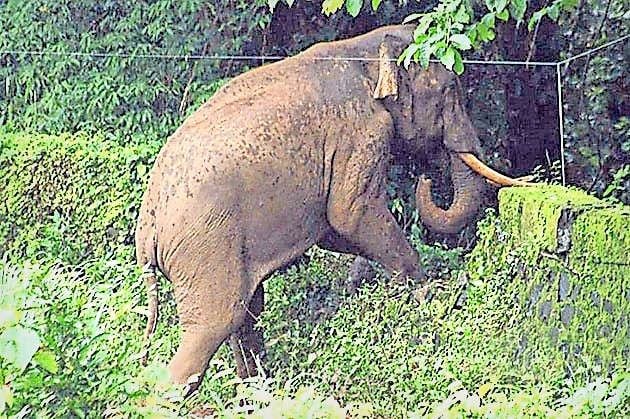 തകർന്ന പഴയ ആനമതിൽ ഭാഗത്തുകൂടി കാട്ടാനയെ കാട്ടിൽ കയറ്റുന്നു