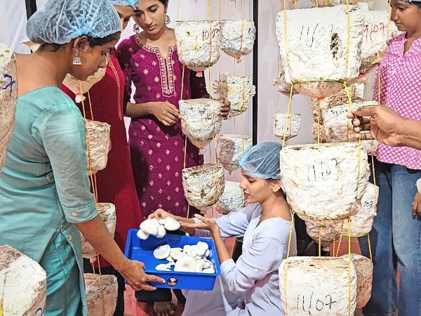 പയ്യന്നൂർ കോളേജ്‌ ബോട്ടണി വകുപ്പിന്റെ മെറി മഷ്‌റൂം വിളവെടുക്കുന്ന വിദ്യാർഥികൾ