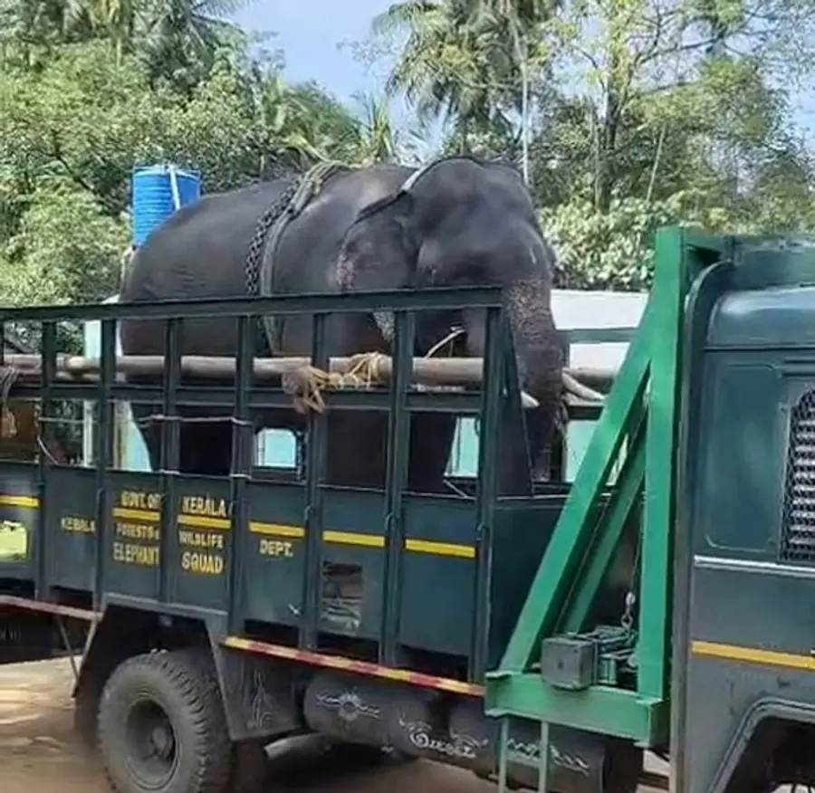 മോഴയാനയെ ലോറിയിൽ കയറ്റാൻ ആറളം ഫാം ബ്ലോക്ക്‌ പതിമൂന്നിൽ  ഒരുക്കി നിർത്തിയ കുങ്കിയാനകളിലൊന്ന് 