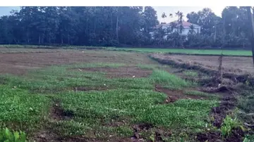 The paddy field dried up and withered.