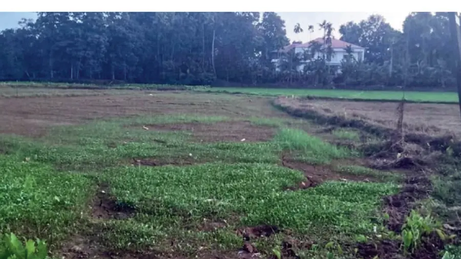 The paddy field dried up and withered.