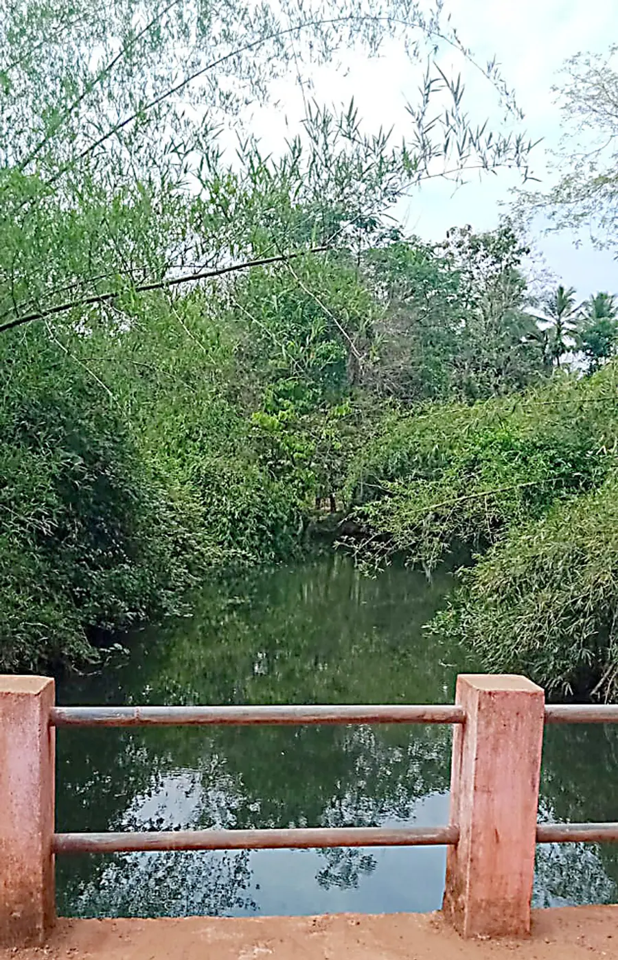 മഴൂരിൽ തോടിനിരുവശവും വളർന്ന മുളകൾ