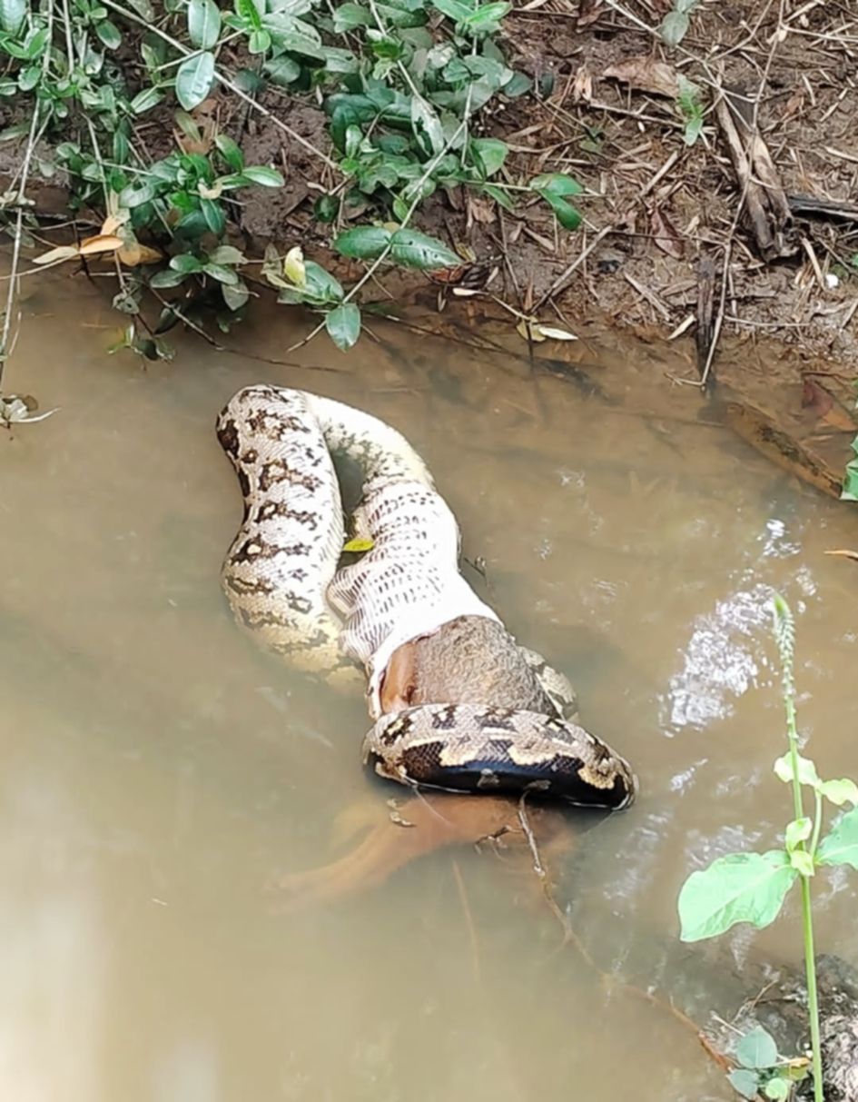 മലമ്പാമ്പ് കുറുക്കനെ വിഴുങ്ങിയ നിലയിൽ