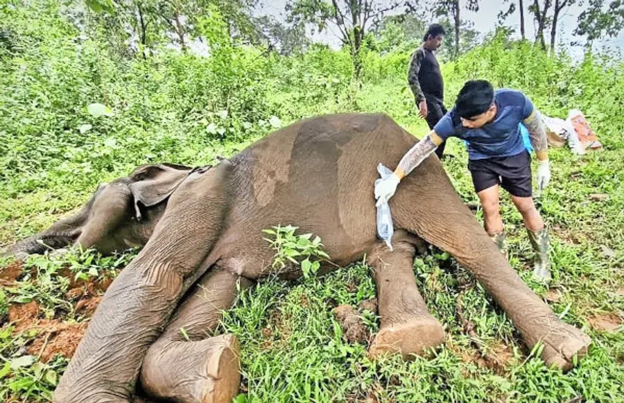 ആറളം ഫാം ബ്ലോക്ക്‌ പത്തിൽ കണ്ടെത്തിയ കാട്ടാനയുടെ ജഡം ഡോ. അജേഷ്‌  മോഹൻദാസിന്റെ നേതൃത്വത്തിൽ വൈറ്ററിനി വിഭാഗം പരിശോധിക്കുന്നു