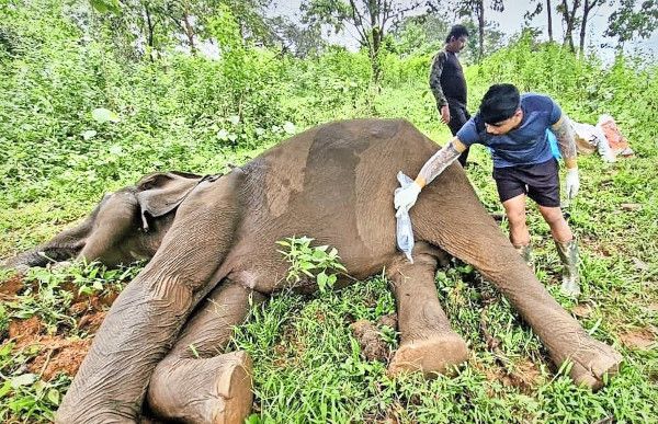 ആറളം ഫാം ബ്ലോക്ക്‌ പത്തിൽ കണ്ടെത്തിയ കാട്ടാനയുടെ ജഡം ഡോ. അജേഷ്‌  മോഹൻദാസിന്റെ നേതൃത്വത്തിൽ വൈറ്ററിനി വിഭാഗം പരിശോധിക്കുന്നു
