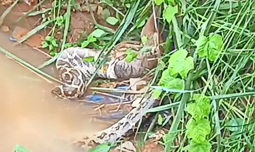 കുറുനരിയെ വിഴുങ്ങാൻ ശ്രമിക്കുന്ന പെരുമ്പാമ്പ്